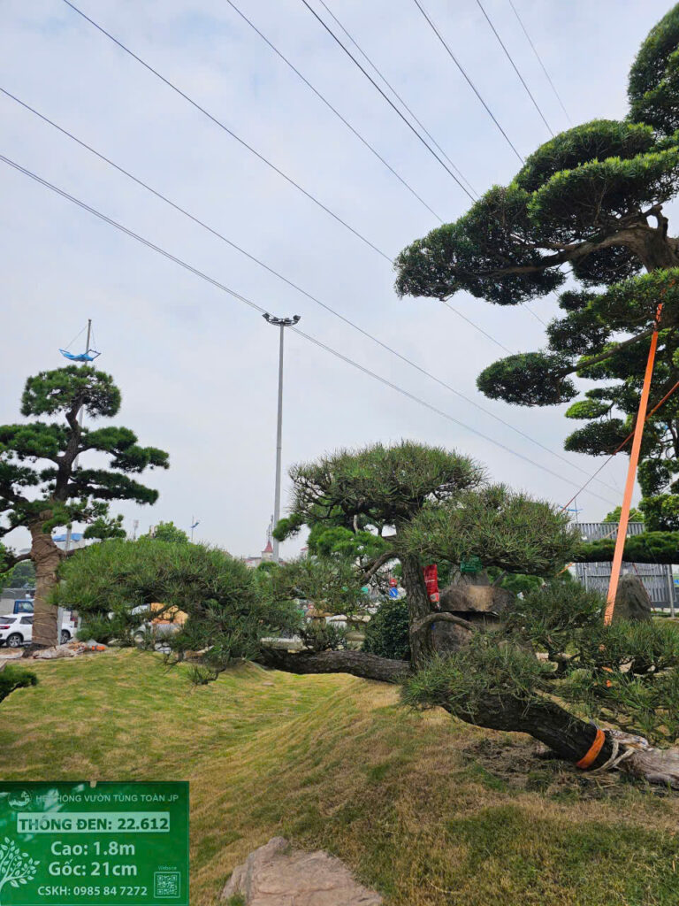 Thông Đen 22612