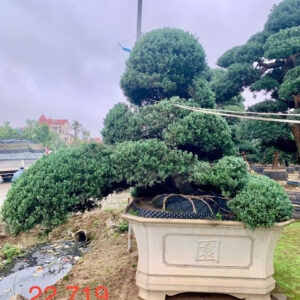 Tùng xà 22719