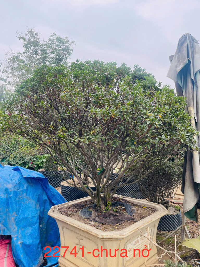 Hoa Đỗ Quyên 22741