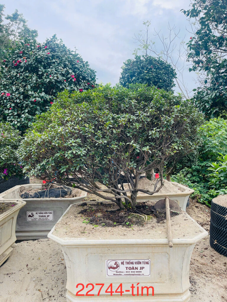 Đỗ Quyên 22744