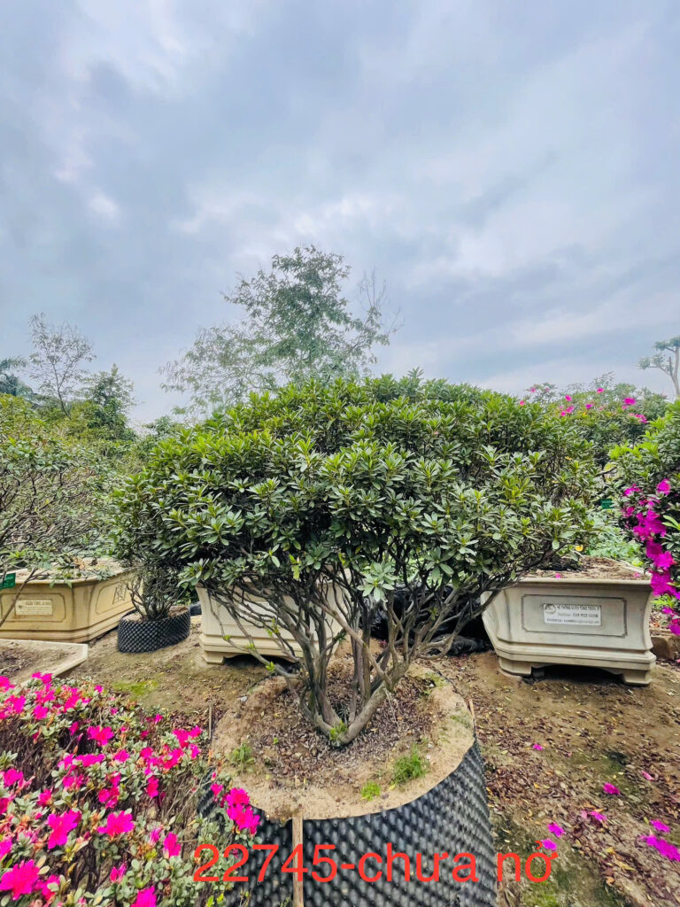 Đỗ Quyên 22745