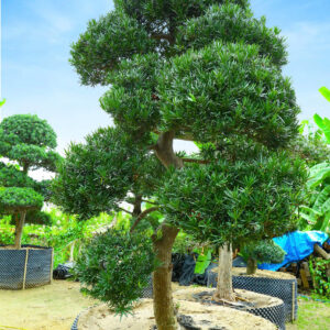 Hoa Trà Đỏ 22751