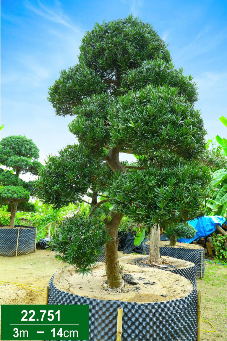 Hoa Trà Đỏ 22751