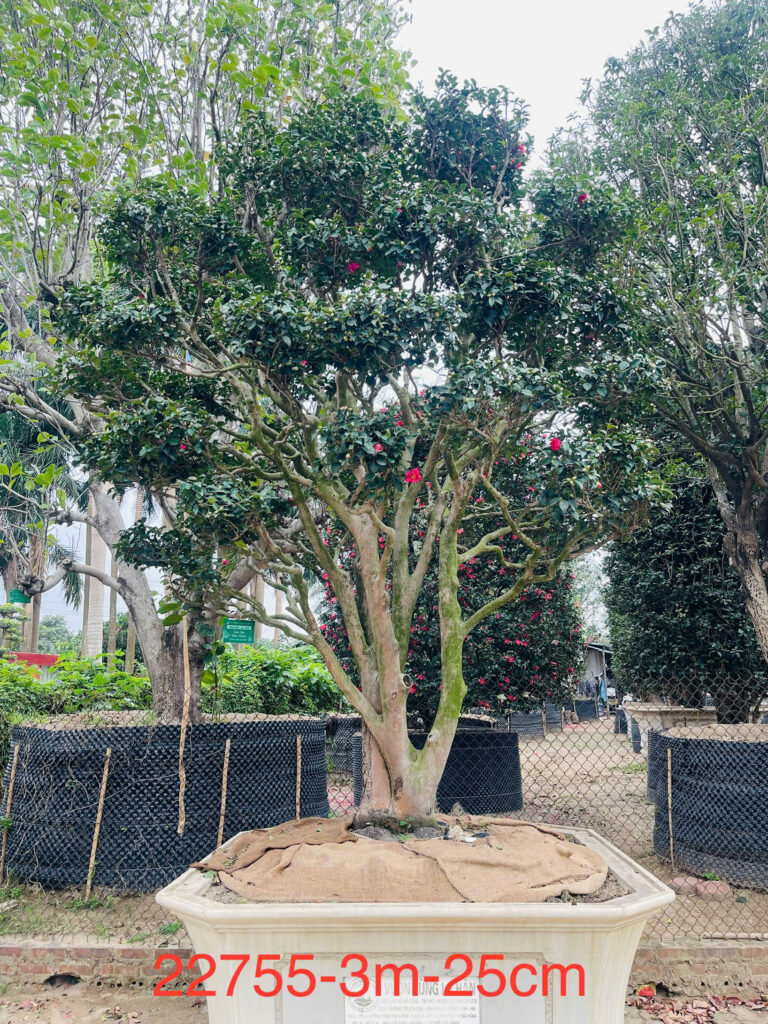 Hoa Trà Đỏ 22755