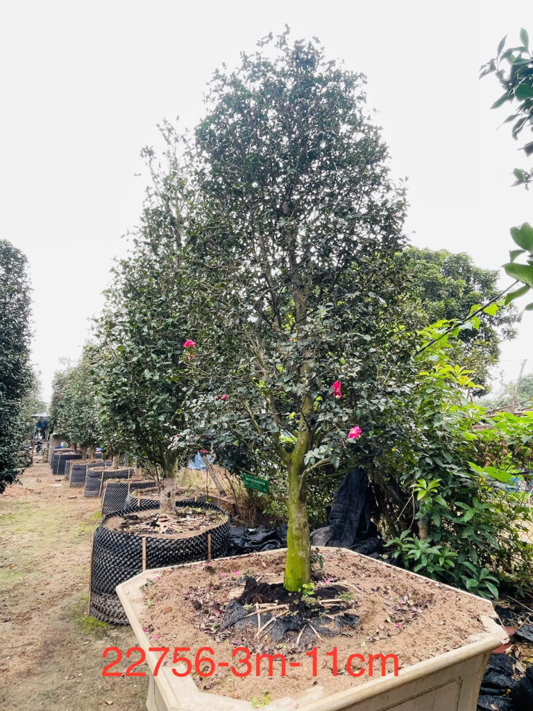 Hoa Trà Đỏ 22756
