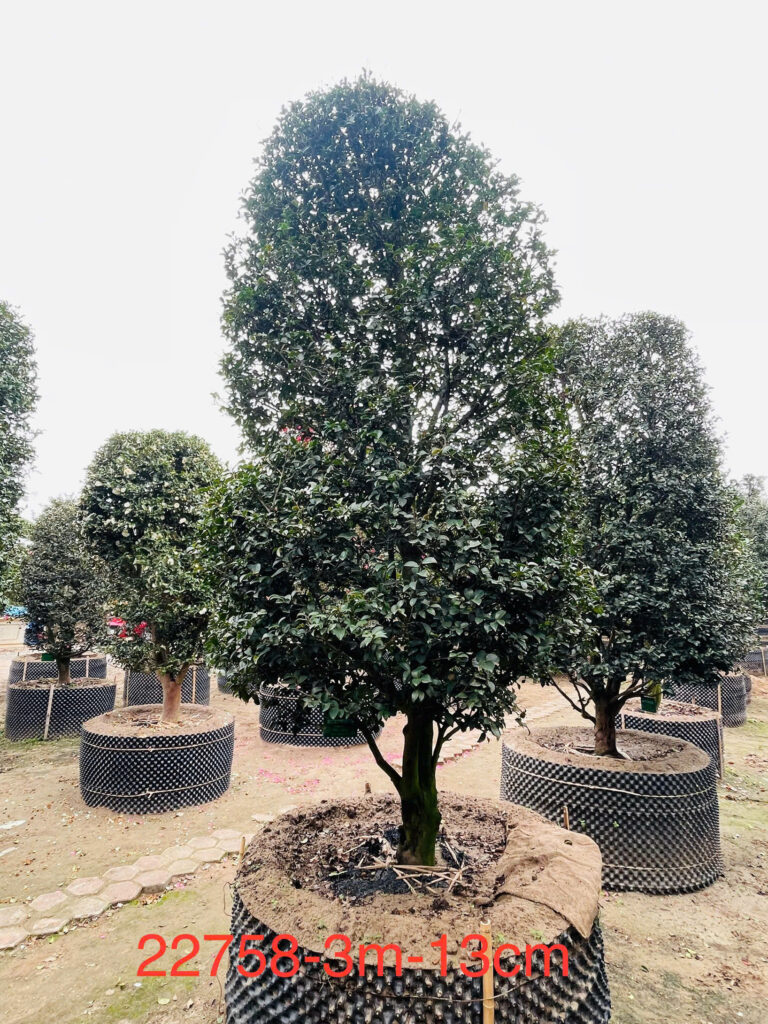 Hoa Trà Đỏ 22758