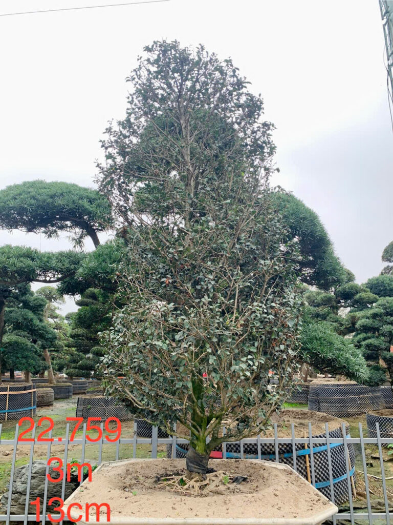 Hoa Trà Đỏ 22759