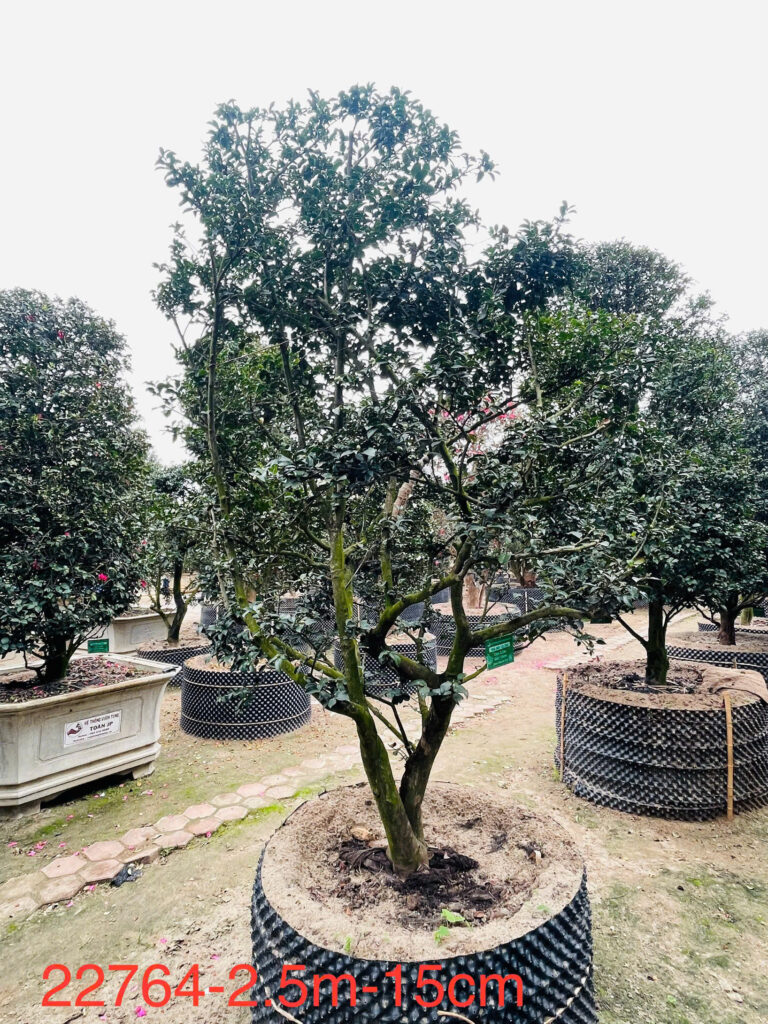 Hoa Trà Đỏ 22764
