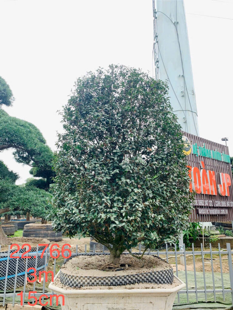 Hoa Trà Đỏ 22766