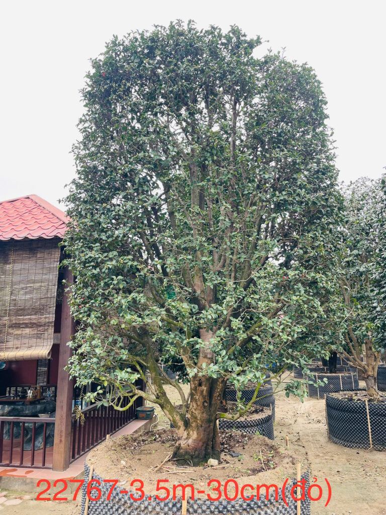 Hoa Trà Đỏ 22767