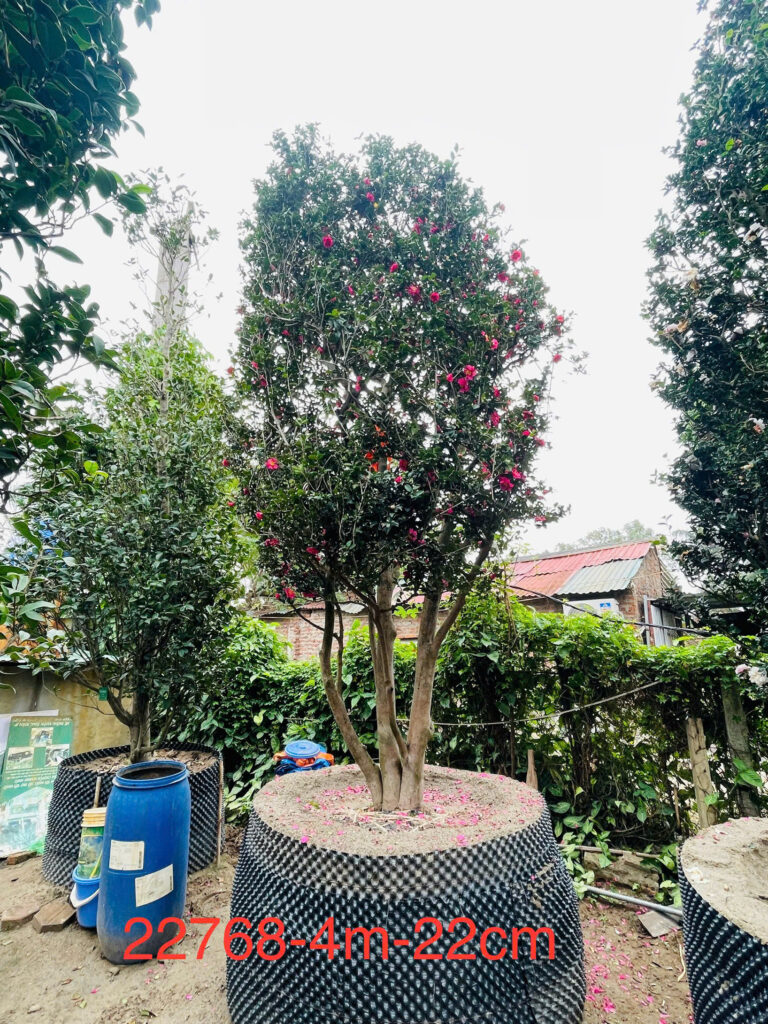 Hoa Trà Đỏ 22768