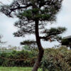 Thông đen 22817