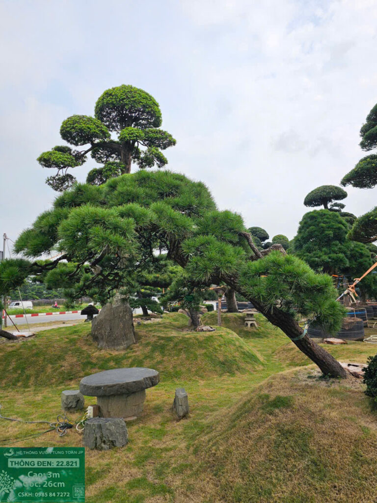 Thông Đen 22821
