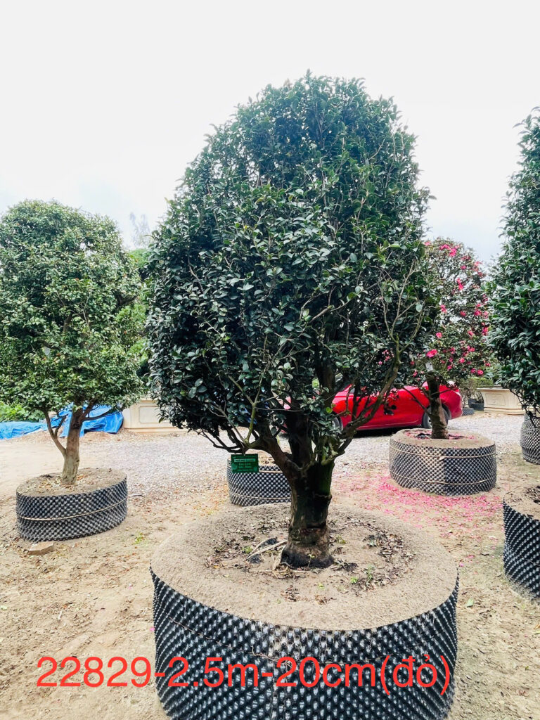Hoa Trà Đỏ 22829