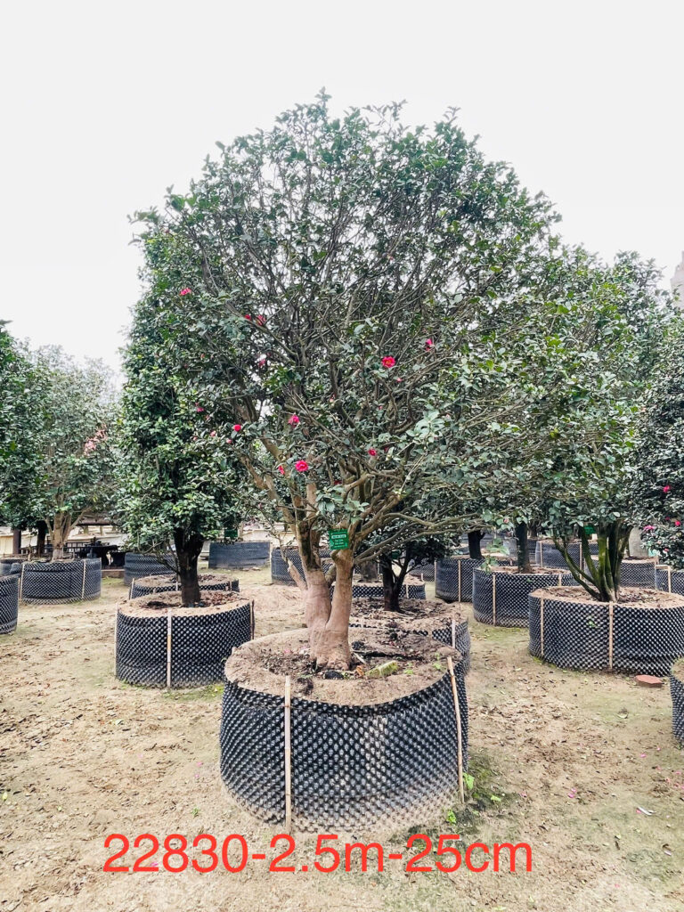 Hoa Trà Đỏ 22830