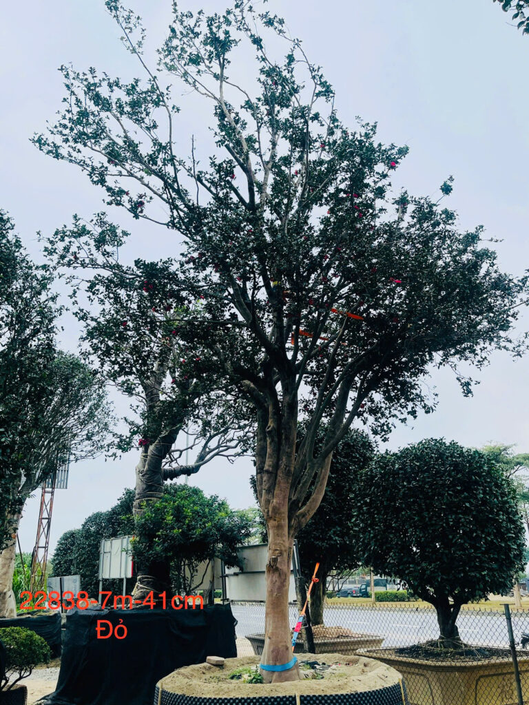 Hoa Trà Đỏ 22838