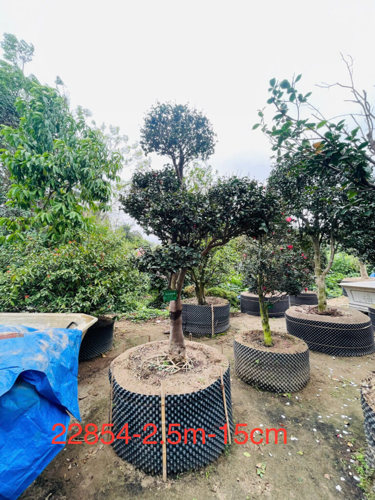 Hoa Trà Đỏ 22854