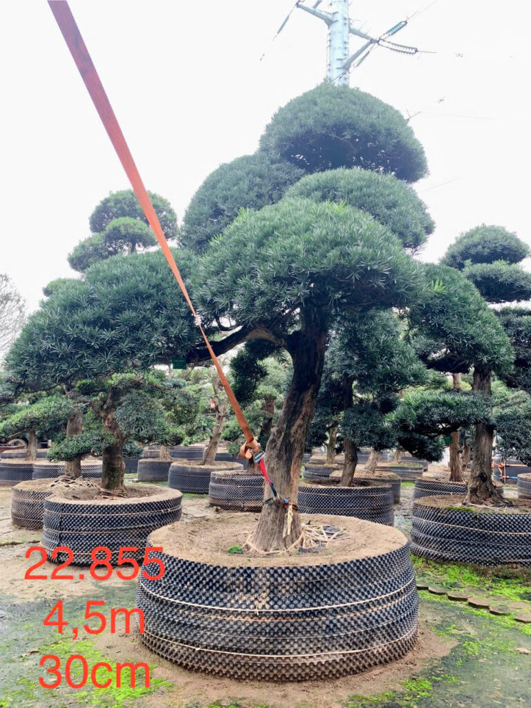 Tùng La Hán 22855
