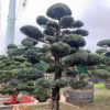 Tùng la hán 23027