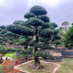 Tùng la hán 23036