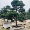 Trà trắng	23189