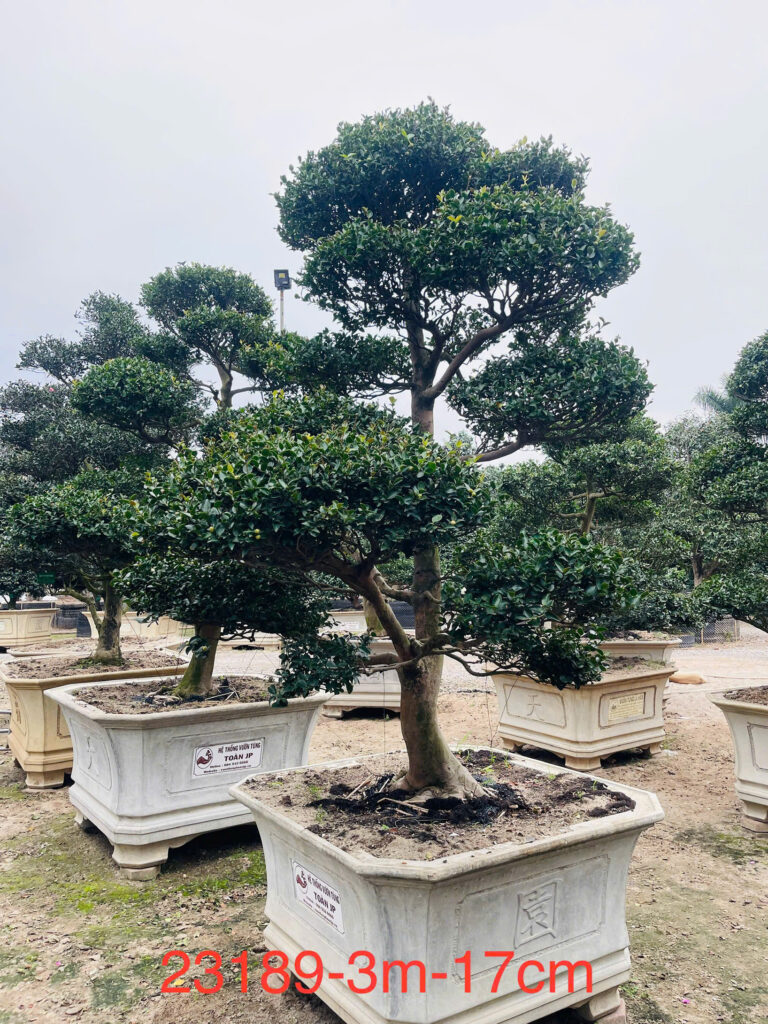 Trà Trắng 23189