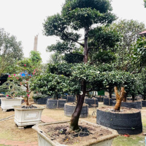 Trà trắng 23191