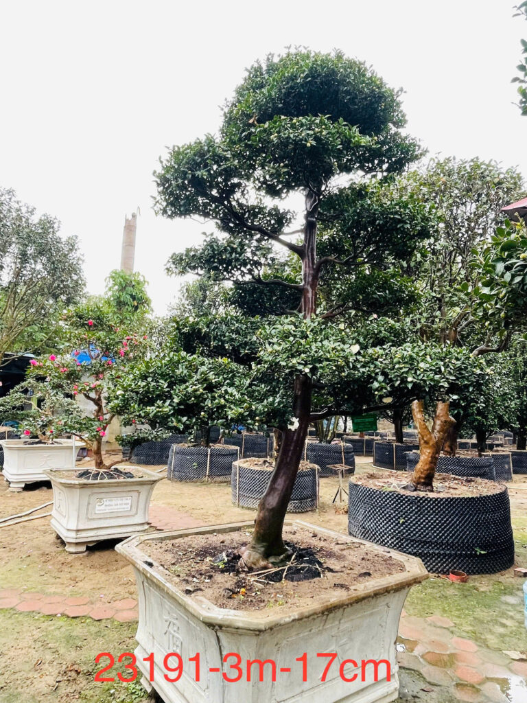 Trà Trắng 23191