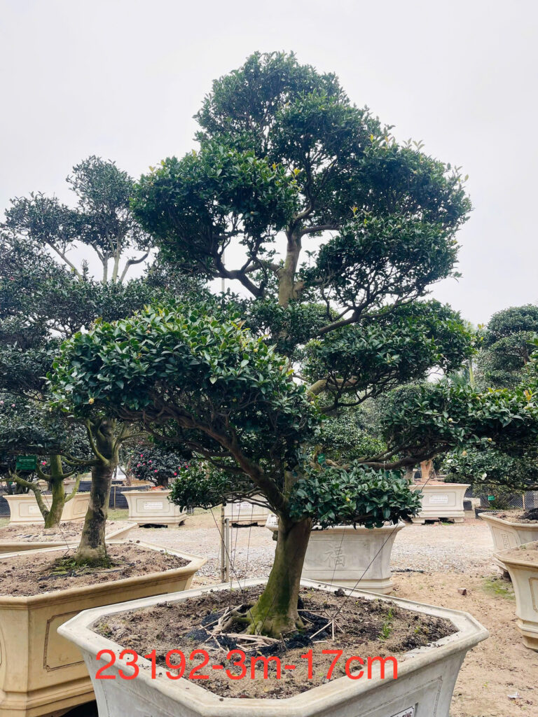 Trà Trắng 23192