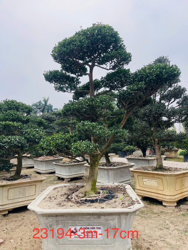 Trà Trắng 23194