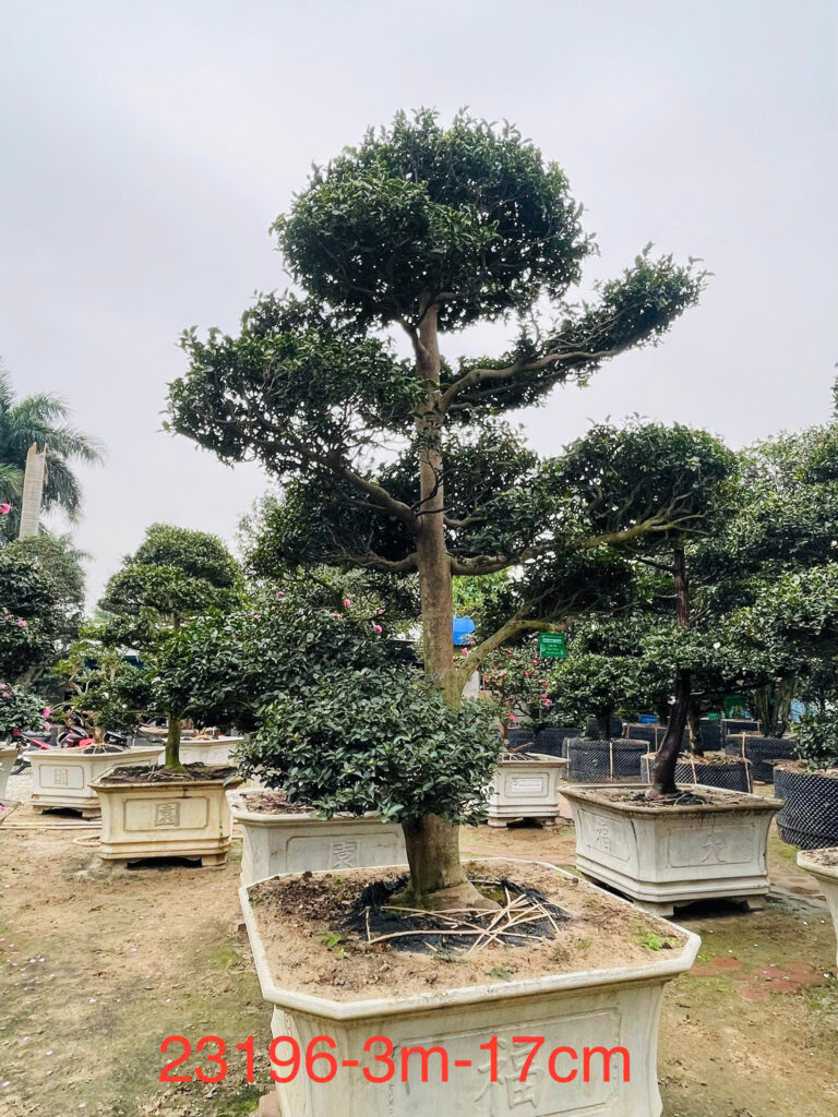 Hoa Trà Trắng 23196