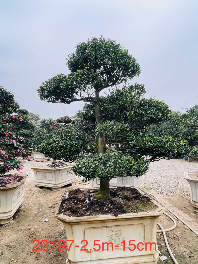 Hoa Trà Trắng 23197