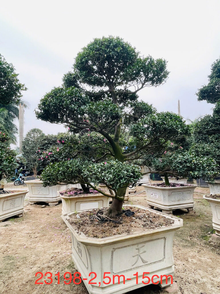 Hoa Trà Trắng 23198