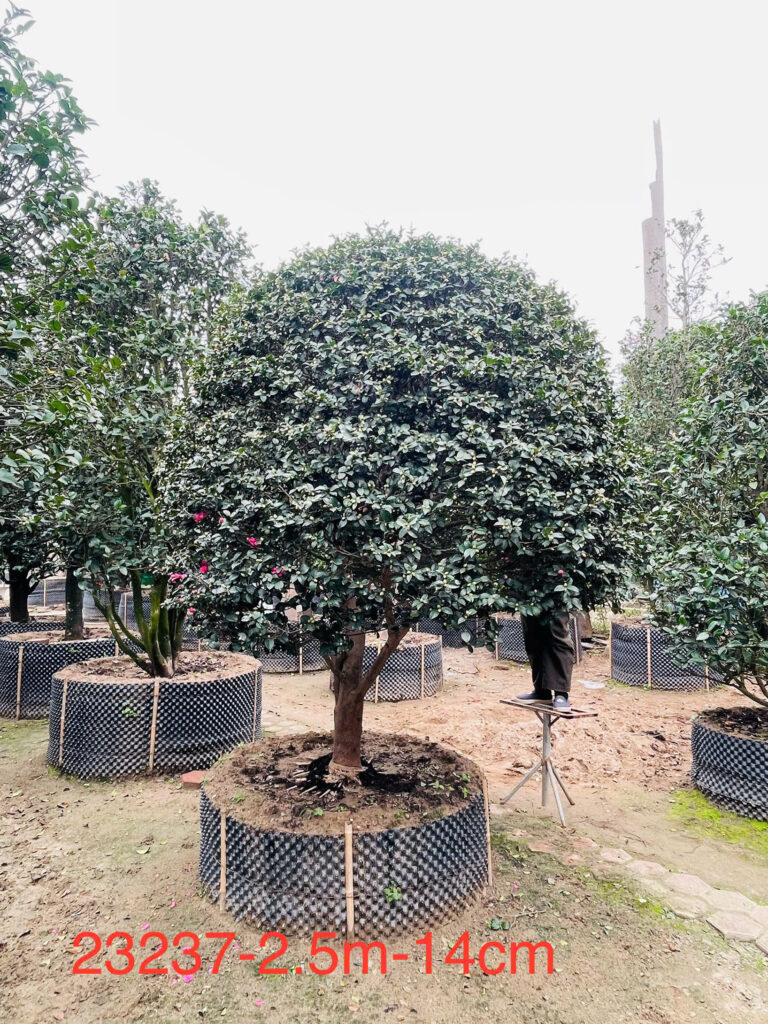 Hoa Trà Đỏ 23237