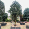 Hoa Trà Đỏ 23252