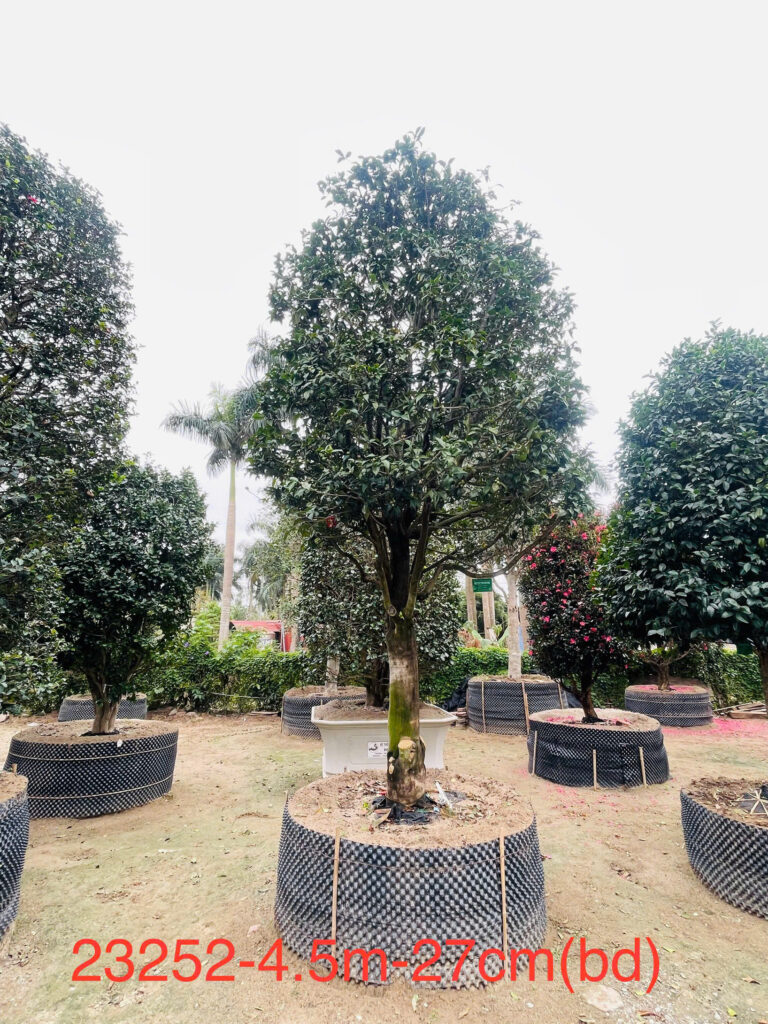 Hoa Trà Đỏ 23252