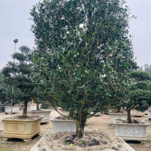Hoa Trà Đỏ 23254