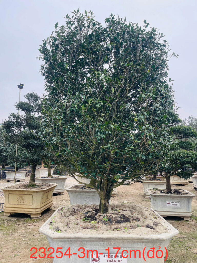 Hoa Trà Đỏ 23254