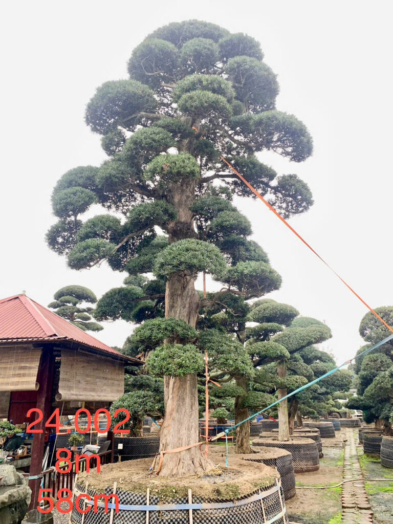 Tùng La Hán 24002