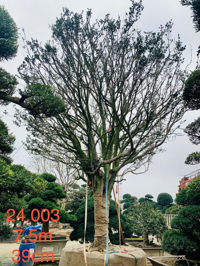 Hoa Trà 24003