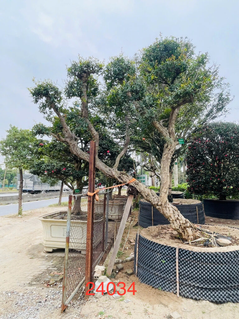 Cây Lựu 24034