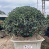 Đỗ Quyên 24042