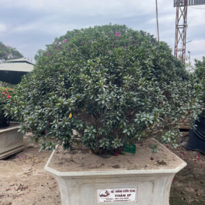 Đỗ Quyên 24042