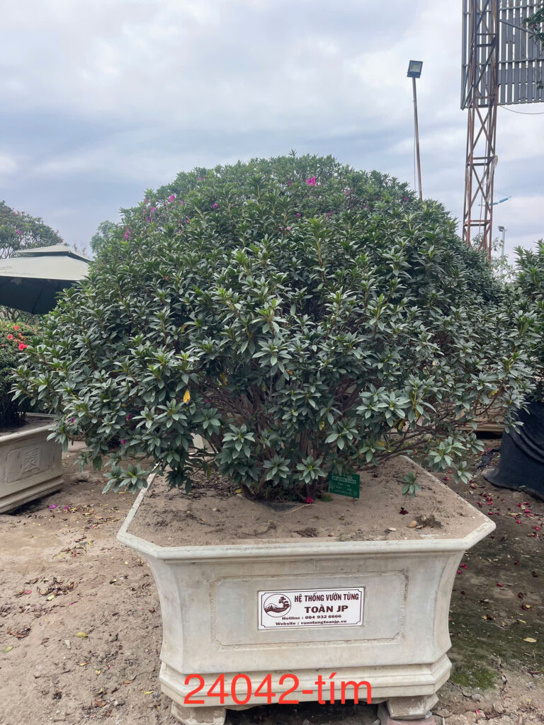 Đỗ Quyên 24042