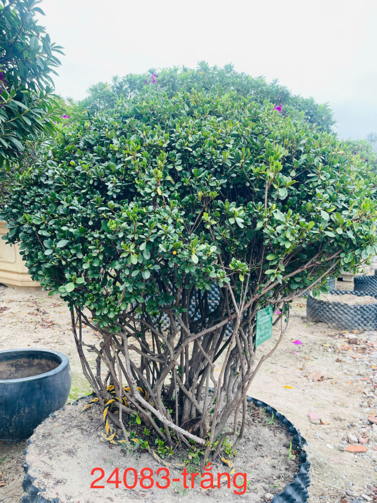 Đỗ Quyên 24083