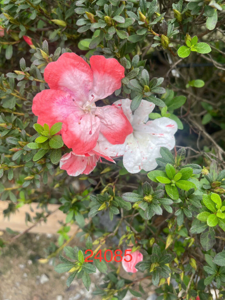 Đỗ Quyên 24085