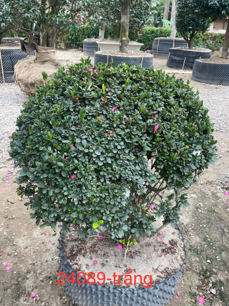 Đỗ Quyên 24089