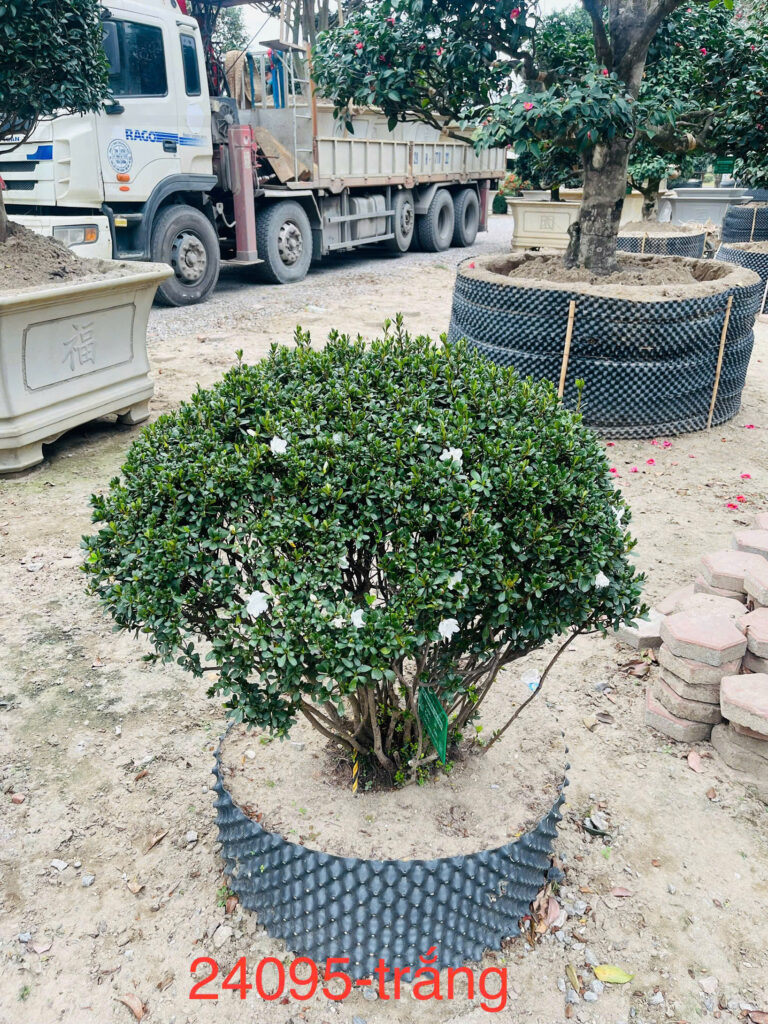 Đỗ Quyên 24095