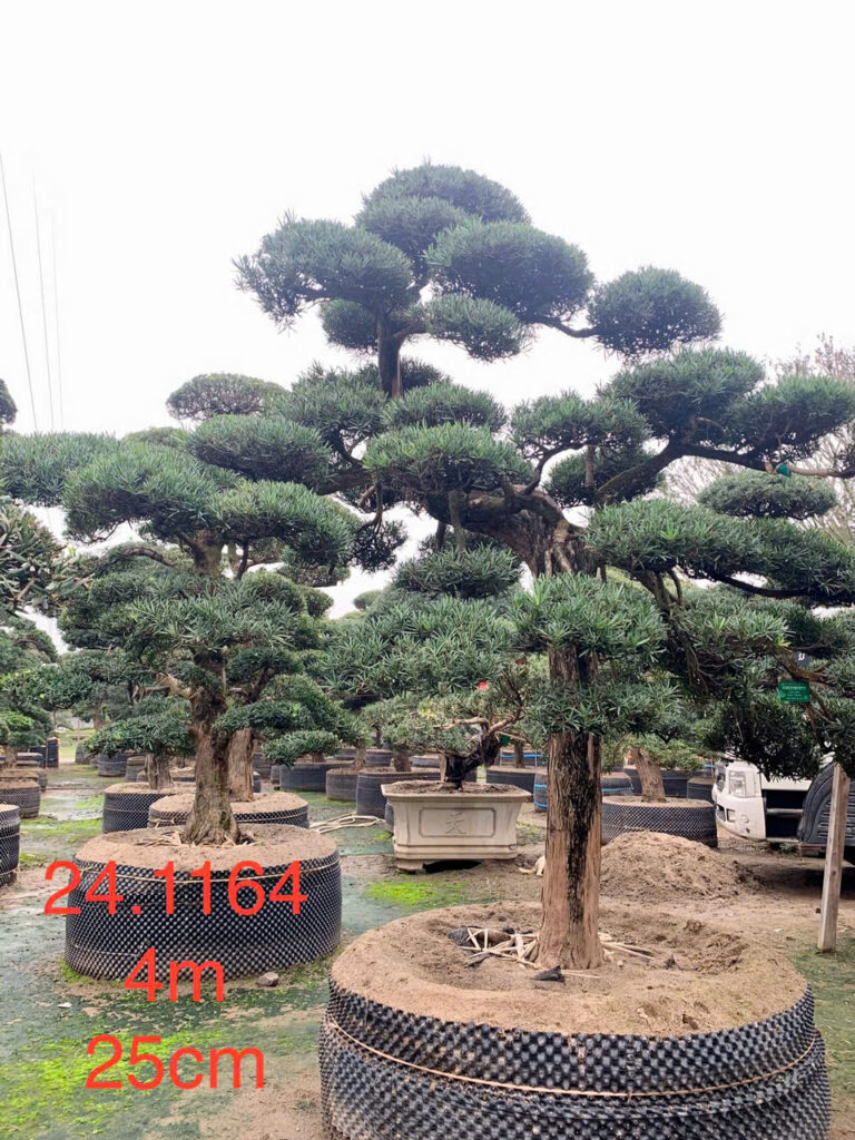Tùng La Hán 241164