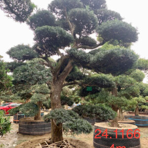 Tùng La Hán 241166